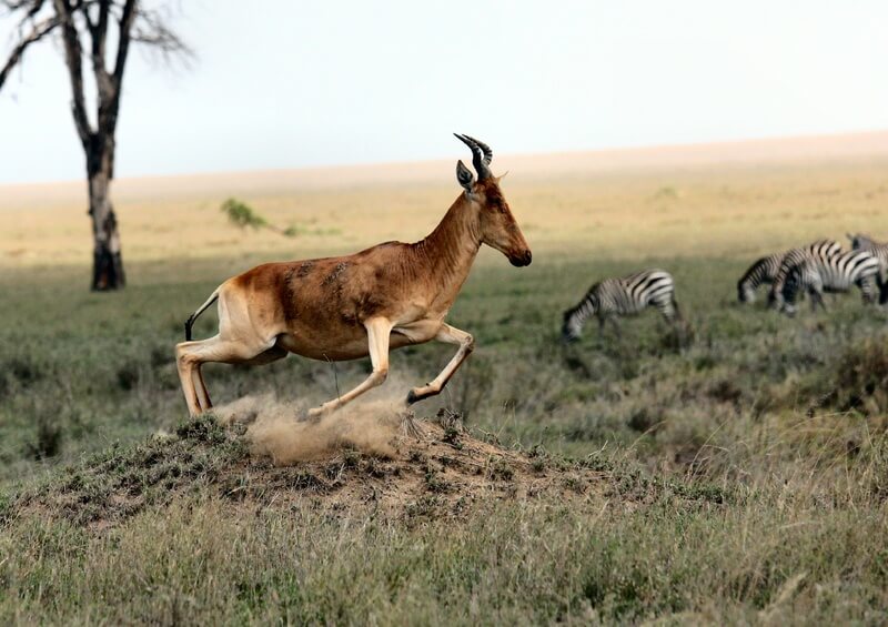 L'antilope può sfuggire rapidamente ai suoi predatori.