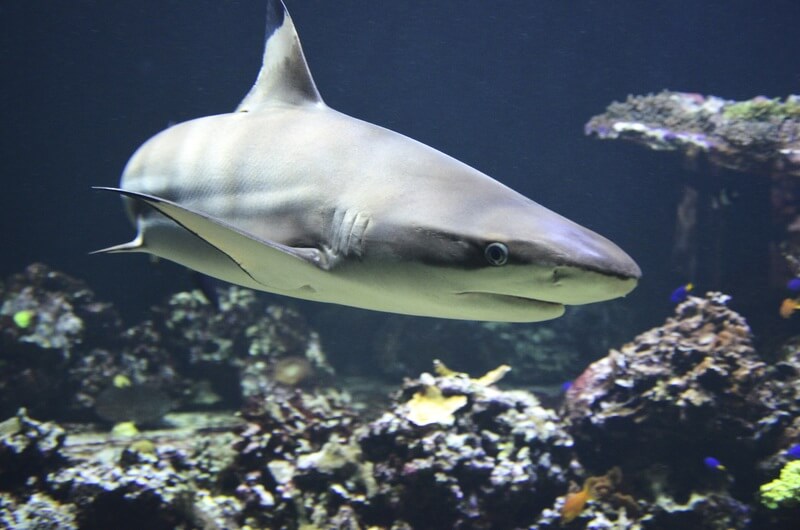 Lo squalo è un animale sopravvissuto a milioni di anni.