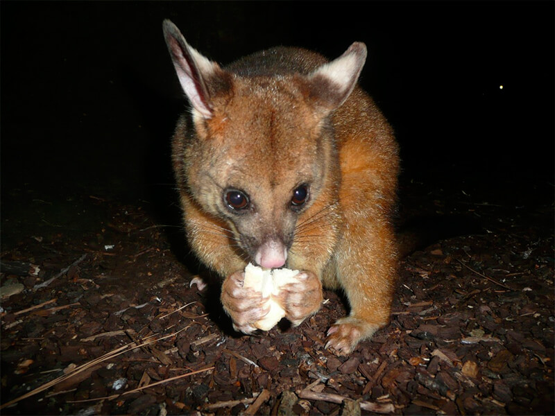 Possum mangiare