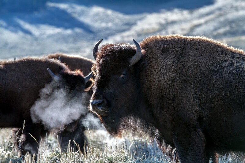 Il bisonte è un animale sociale che diventa solitario con l'invecchiamento.