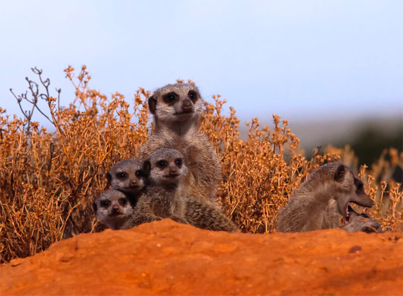 Gruppo di suricati che vigilano