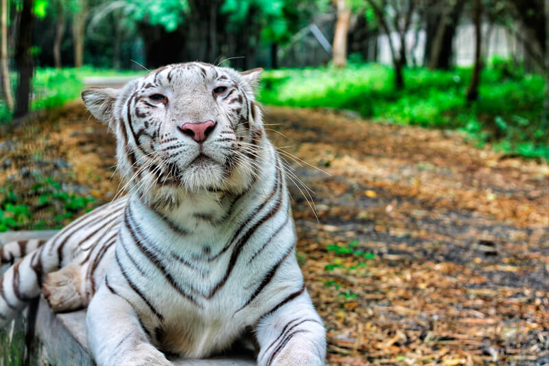 tigre albina