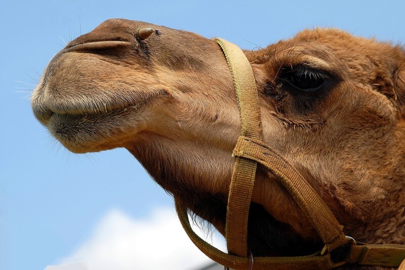 La maggior parte dei cammelli vive addomesticati e non in natura.