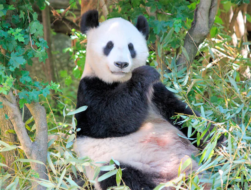 Orso panda gigante che mangia foglie di bambù