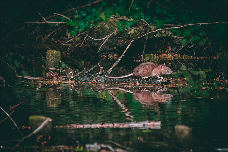Ratto di nuoto vicino a un fiume