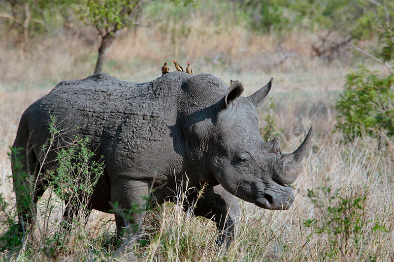 Rinoceronte nero (Diceros simum)
