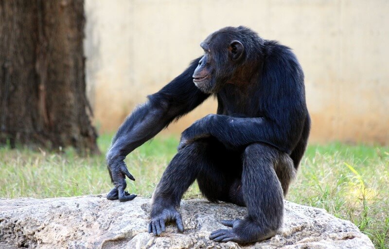 Lo scimpanzé è l'animale più simile all'essere umano.