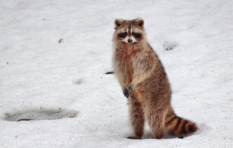 Raccoon che dimora nella neve