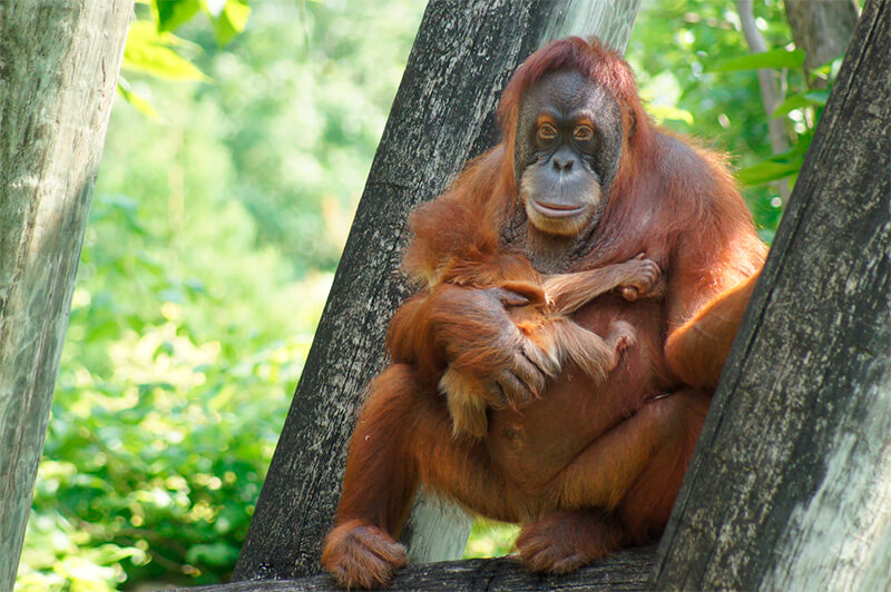 Orangutan femmina con il suo vitello in uno zoo degli Stati Uniti