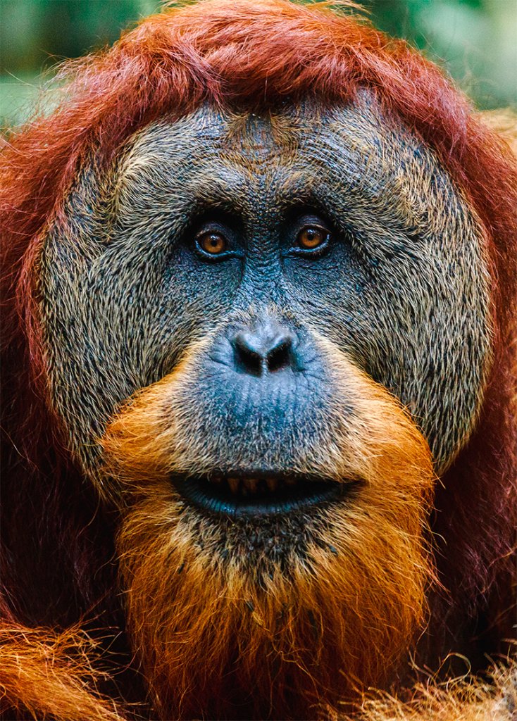 Primo piano di un orangutan maschio