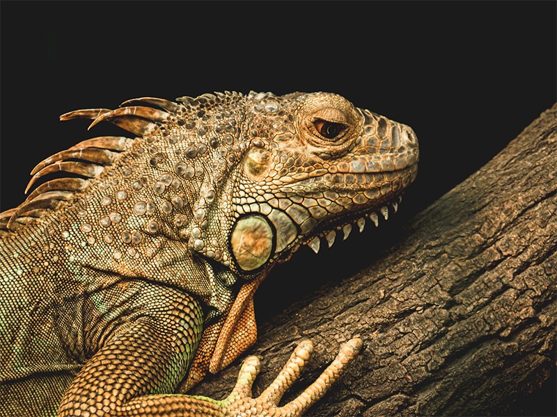 L'iguana appartiene alla famiglia delle lucertole