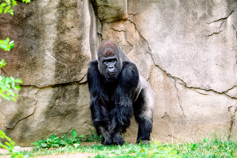 Possiamo osservare il dorso d'argento di questo gorilla