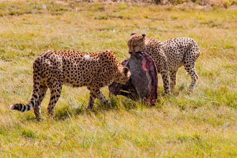 Alimentazione del ghepardo