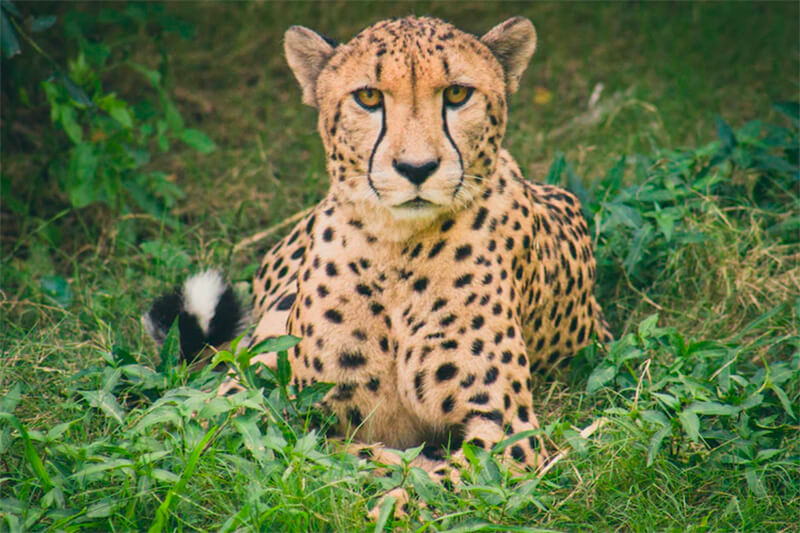Cheetah frontalmente
