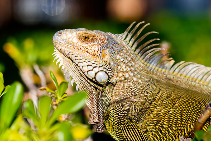 Foto di un'iguana comune (Iguana iguana)
