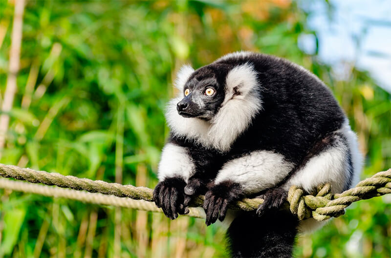 Indri catturato su una corda in un'area protetta