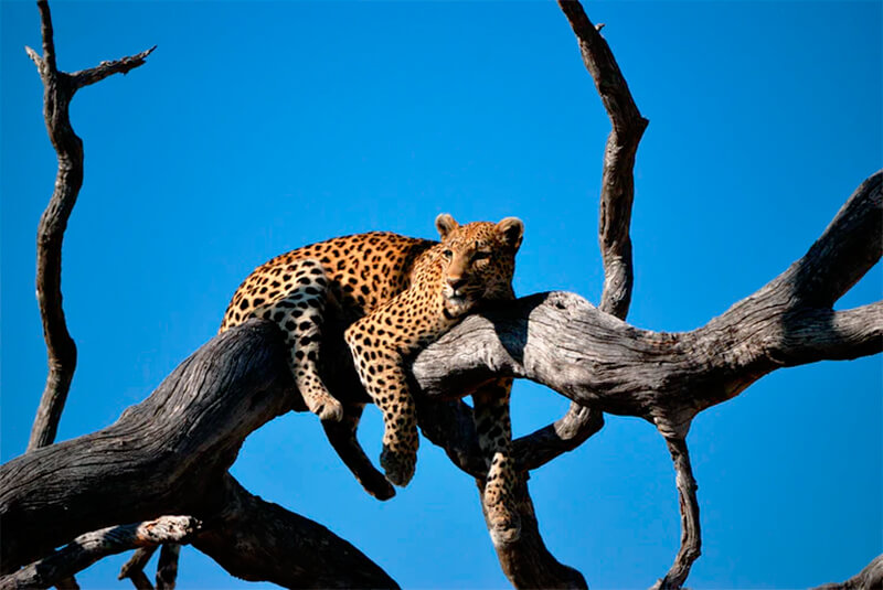 Leopardo che riposa su un ramo