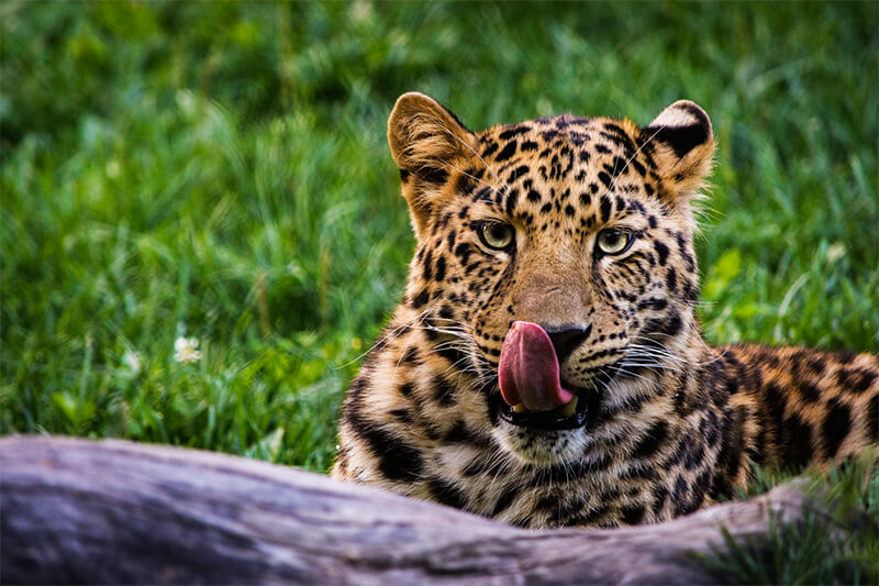 Leccare leopardo